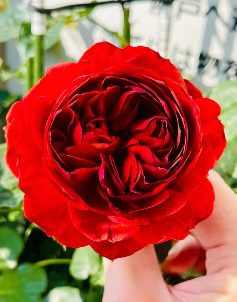 New, Japanese Apple Fukutsuka Shigeki roses Country House乡舍