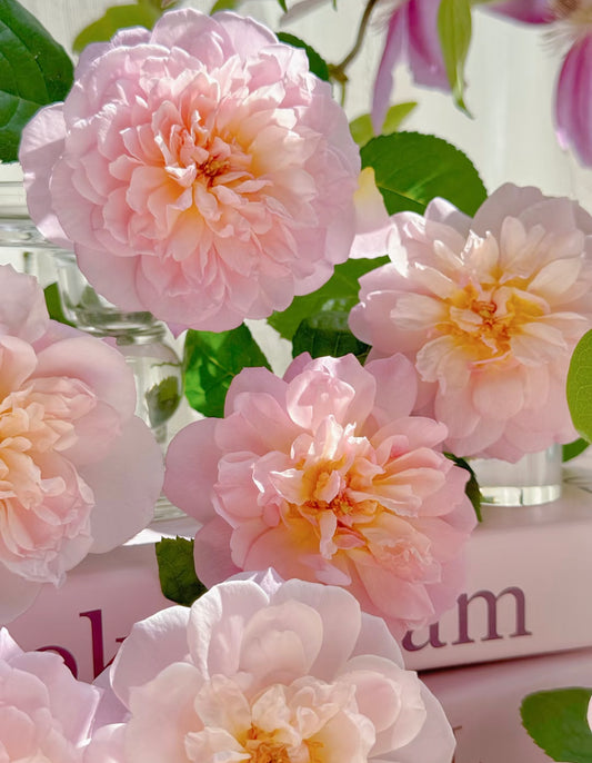 Elizabeth David Austin rose