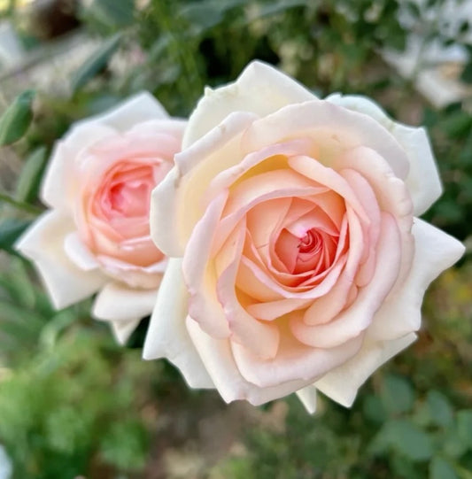 Preorder Gruaud Larose bred by French Nirp