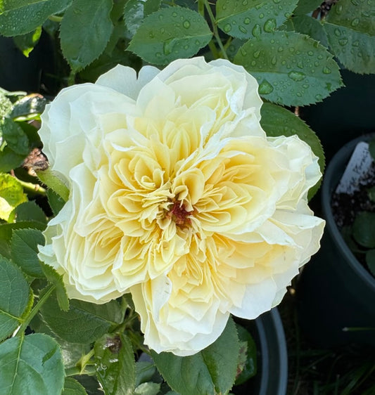 Antonia Garden cutting rose plant