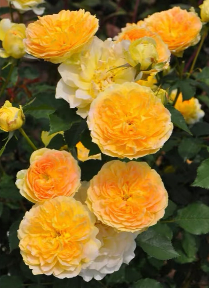 Monlineux David Austin rose