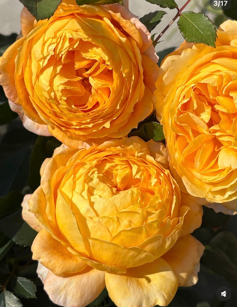 2024, New Asia rose , pumpkin puff