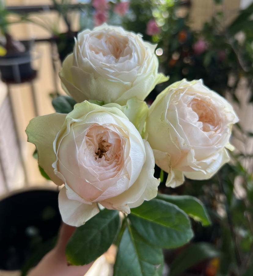 Pink pie cutting rose