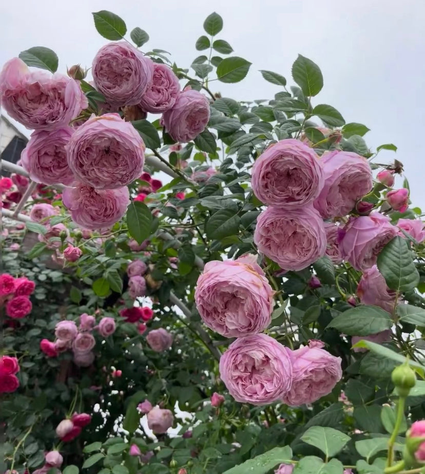 Spirit of Freedom David Austin rose
