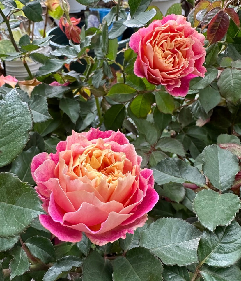 Japanese rose Chaleur colour changeable
