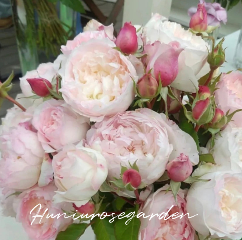 Le Rire Japanese rose strong fragrance