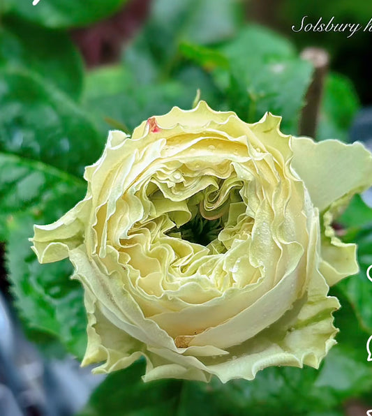 Solsbury Hill Germany Wans cutting rose