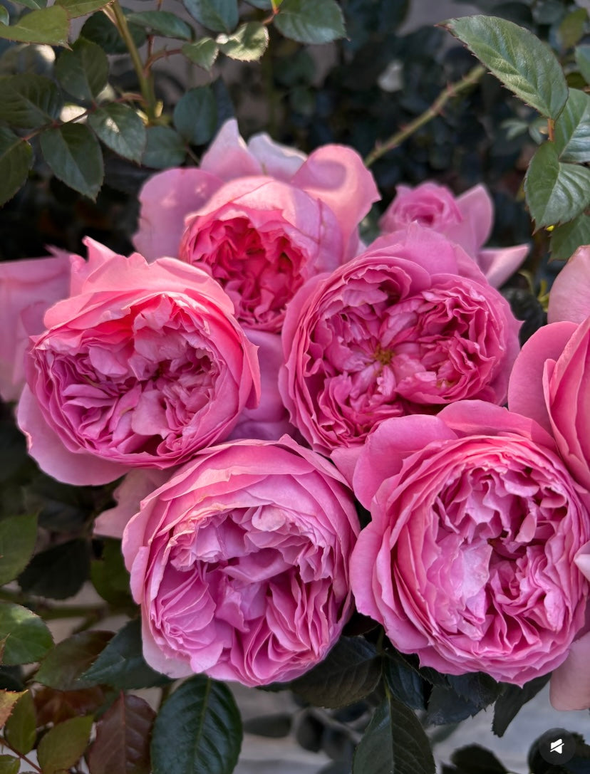 New!Japanese rose Prima vista 初见
