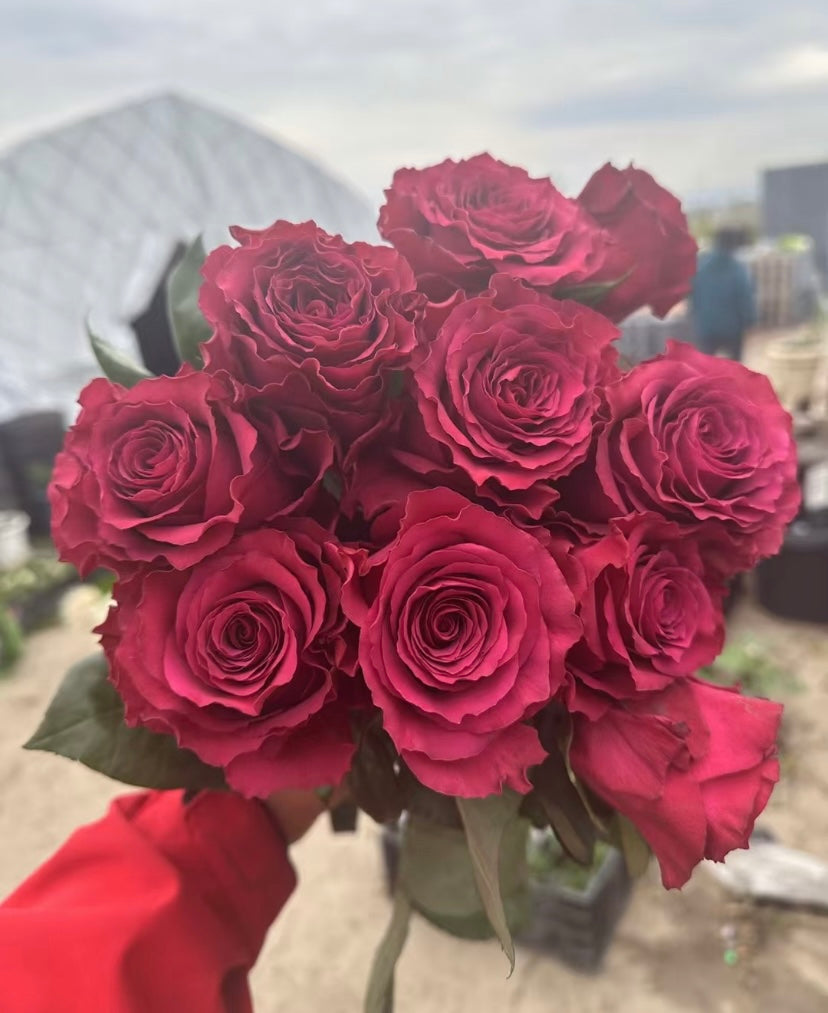 Venturoso special colour cutting rose