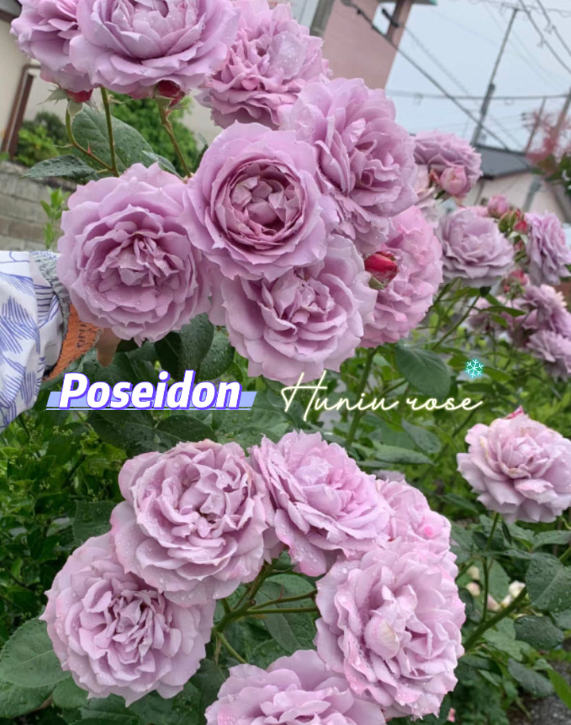 Poseidon ( Novalis) Germany Koders