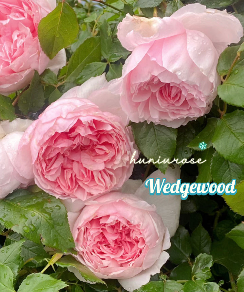 David Austin Wedgewood rose