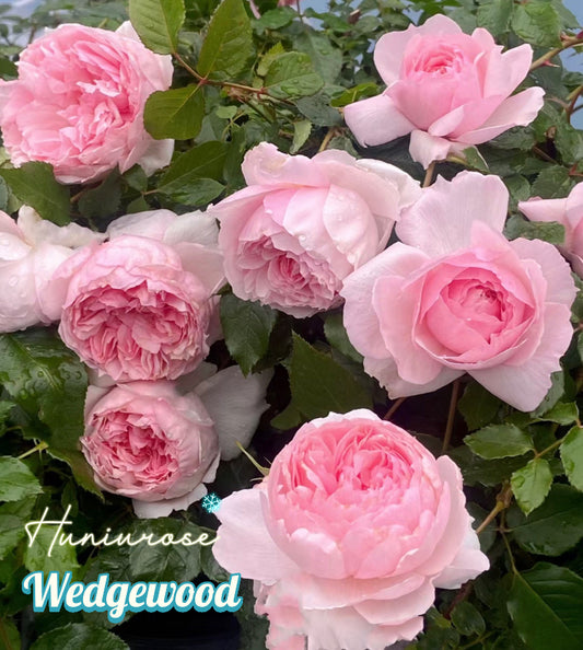 David Austin Wedgewood rose