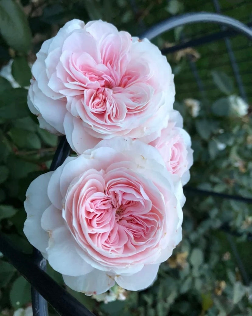 French Meiland Sabrina ADR rewards small climbing rose
