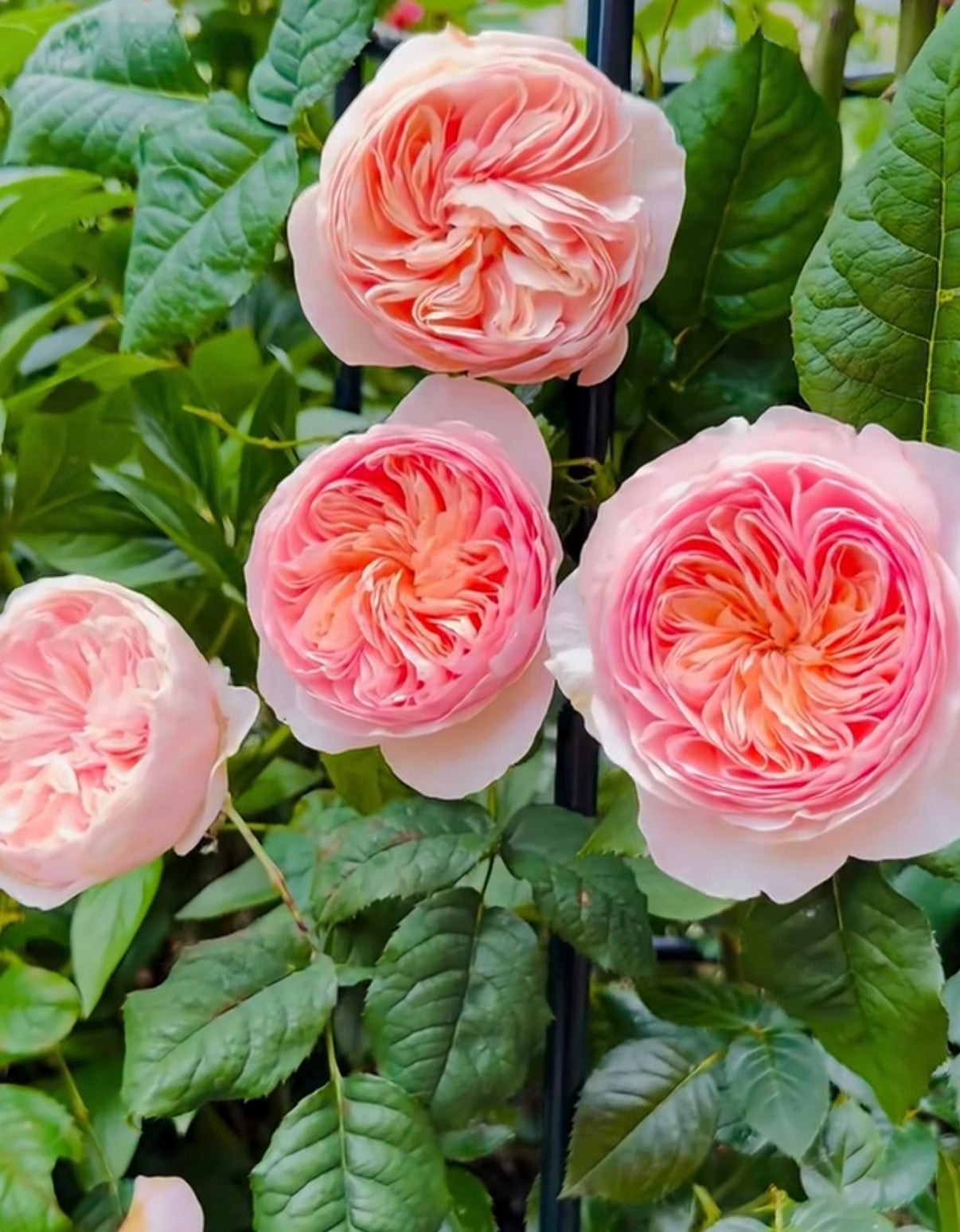 Hanxian Chinese climbing rose