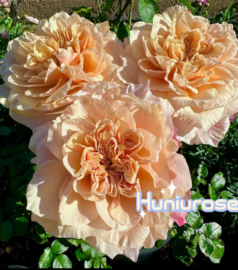 New! Issei Japanese cutting rose