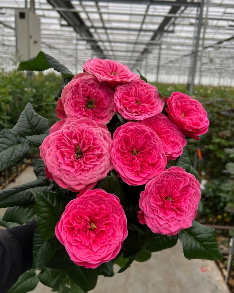 New 2026! VIP cutting rose Villa Variola