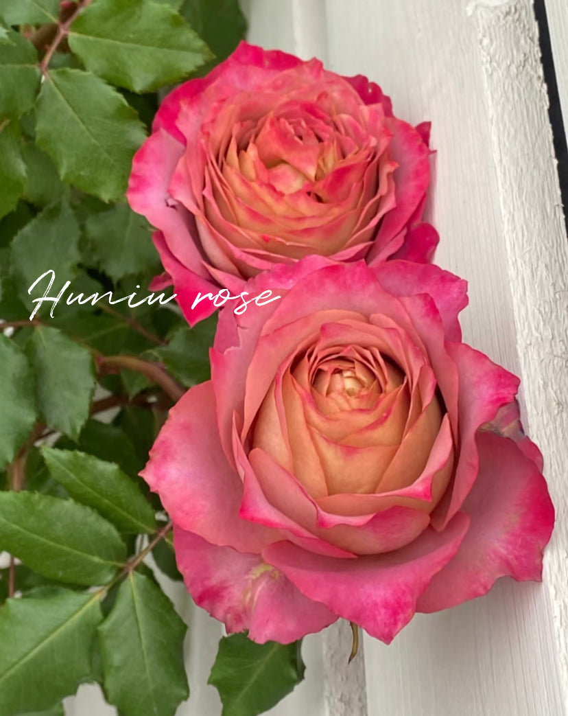 Nachuru test rose