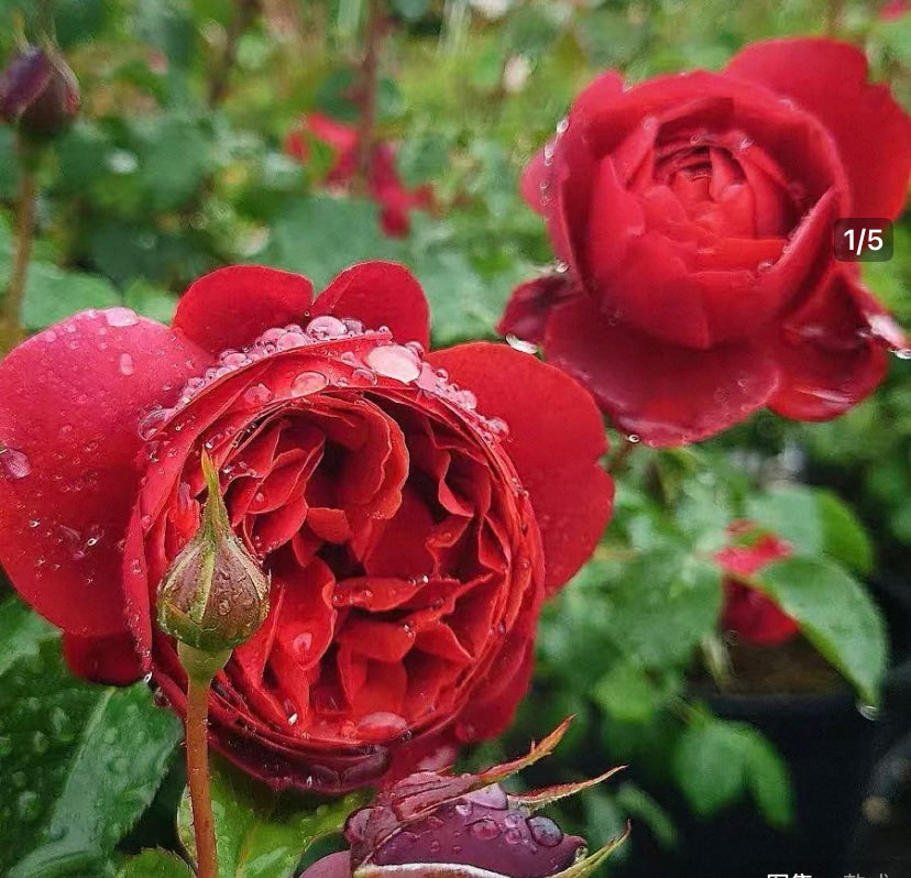 New! Japanese rose country house