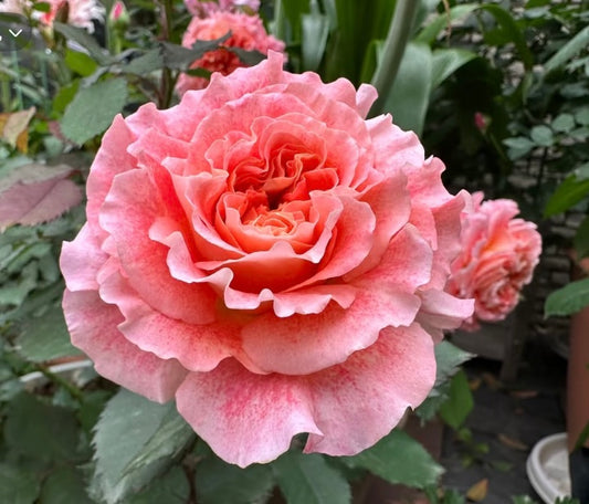 Preorder , French Dominique Massad Jef L’Artiste