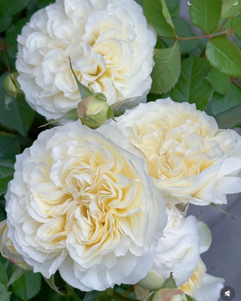 New2025 Qiongyin light yellow rose plant Chinese