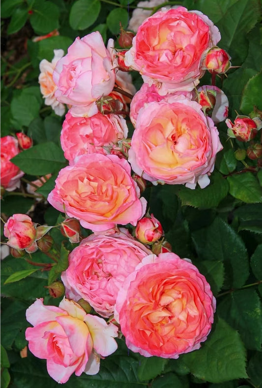 Preorder Mme de Staël bred by French Dominique Massade