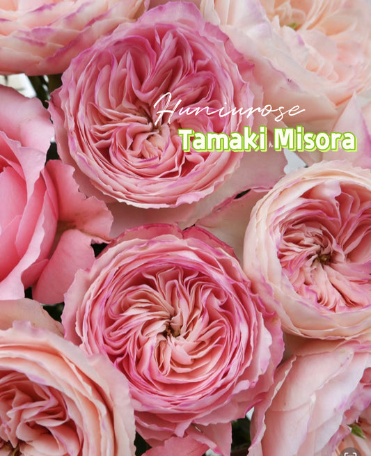 Tamaki misora Japanese rose