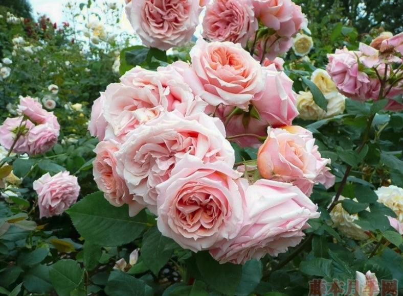 New! French Guillot breeder Paul Bocuse very floribunda rose保罗博古斯