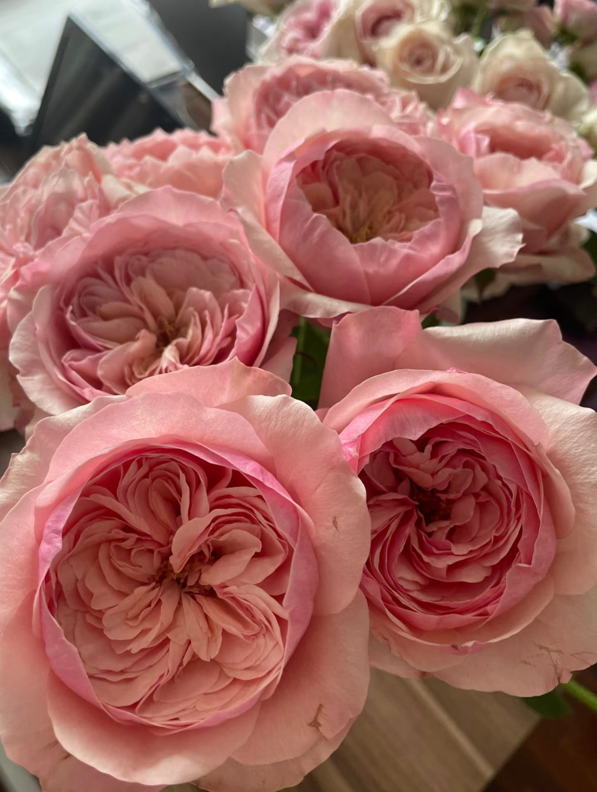 2026 new varieties Victory’s pink