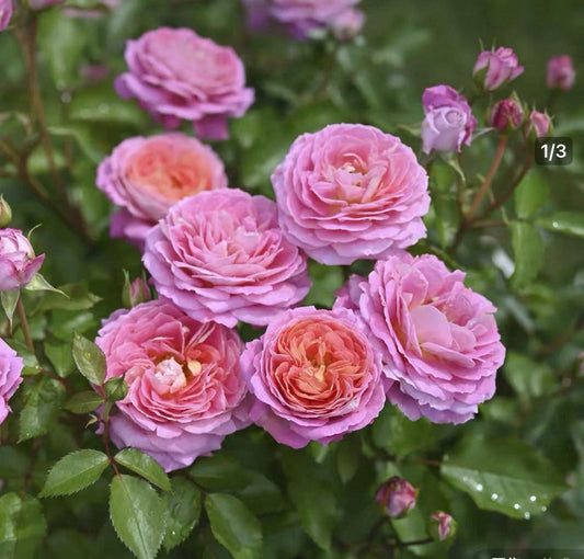 New! Delbard breed Fleurette 2024 for Japanese解语花事