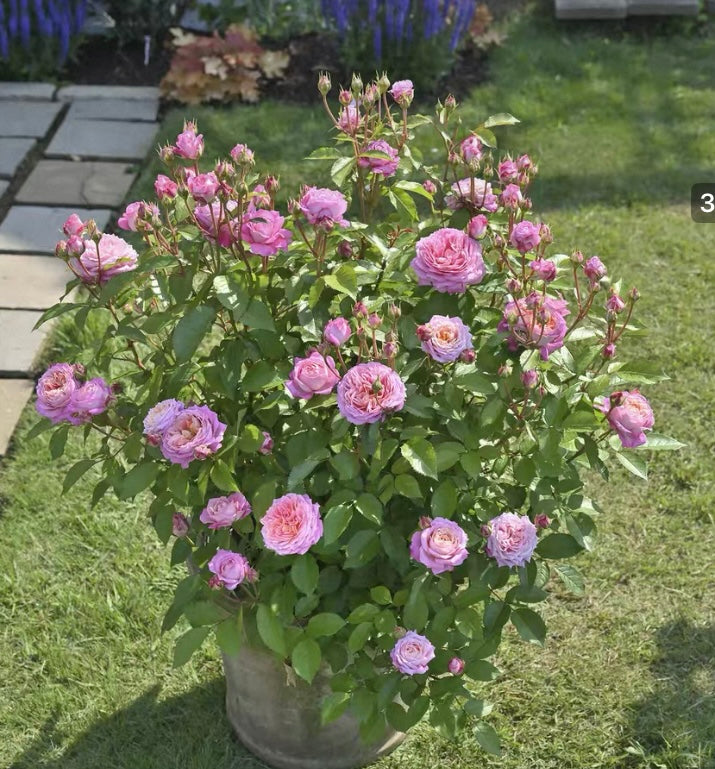 New! Delbard breed Fleurette 2024 for Japanese解语花事