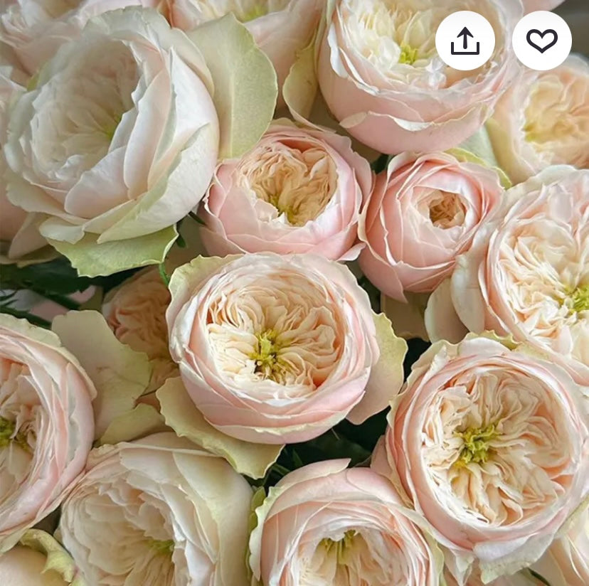 Darlington sweet cutting rose