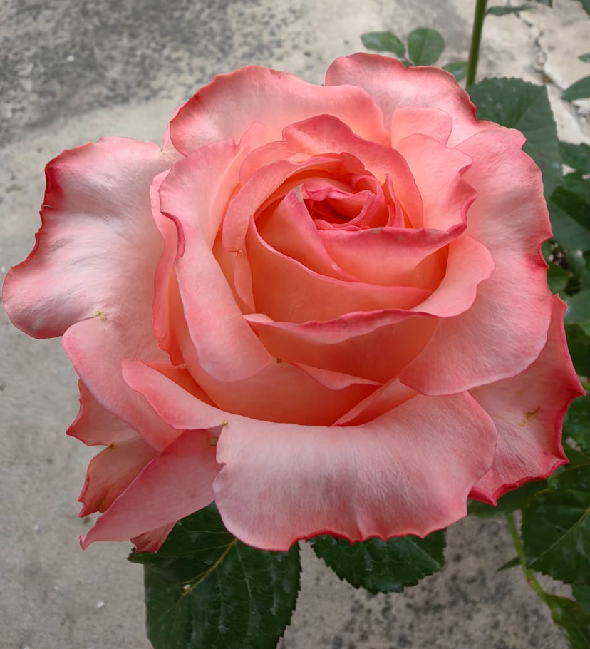 Pink linling cutting rose