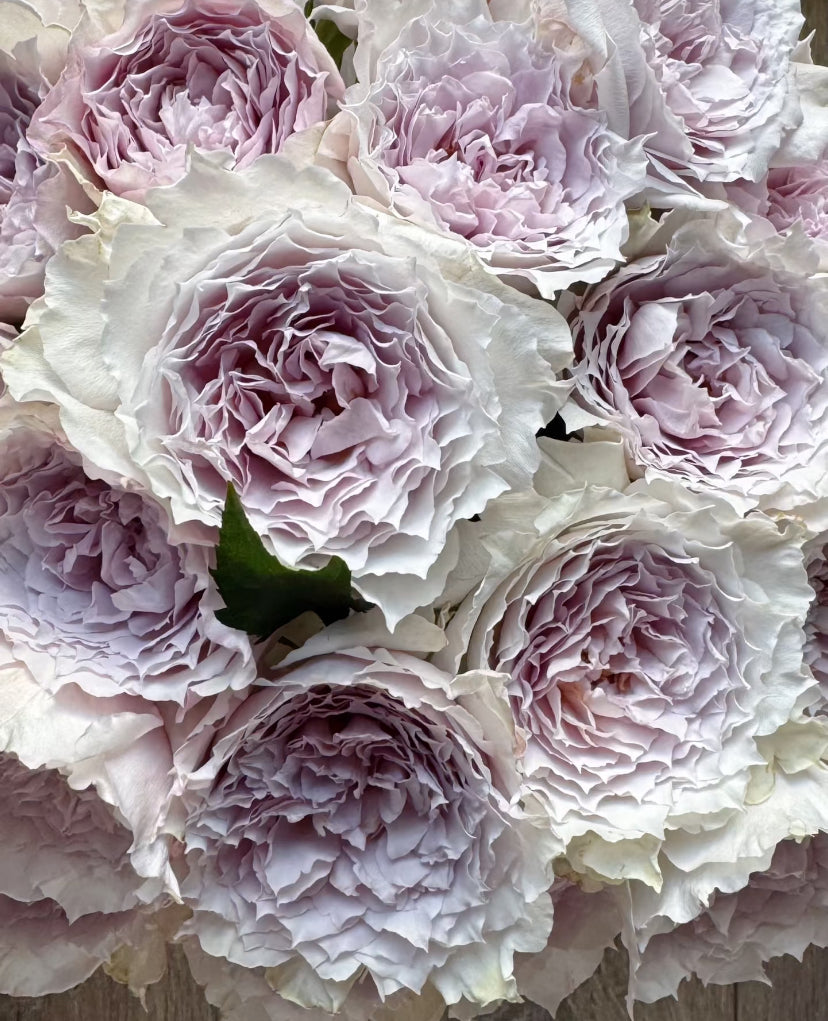 Asia rose light purple Fuyue 浮月