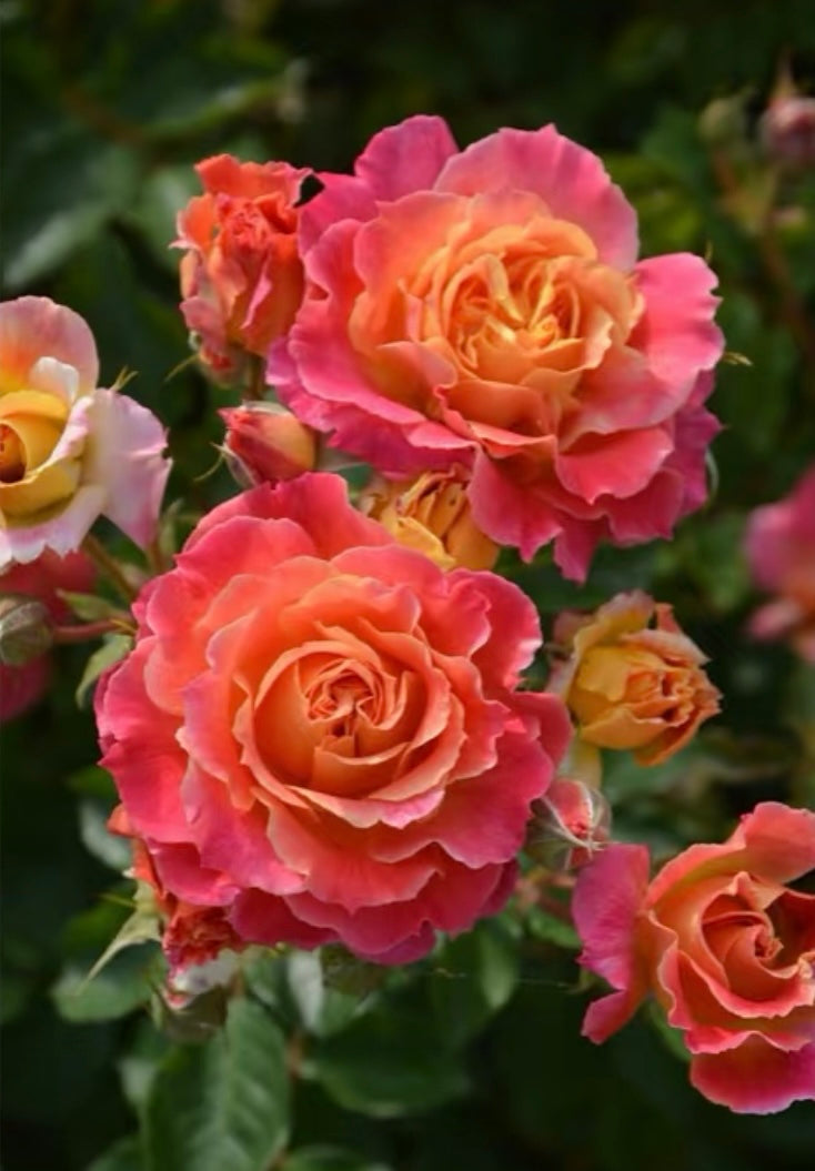 Japanese rose Chaleur colour changeable