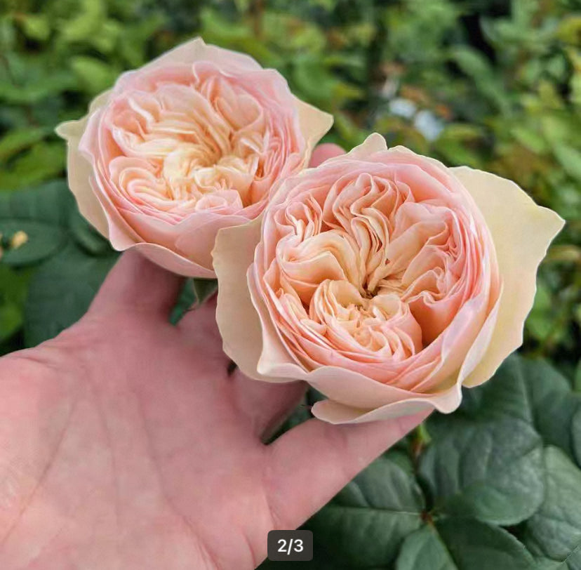 Royal romance cutting rose Dutch