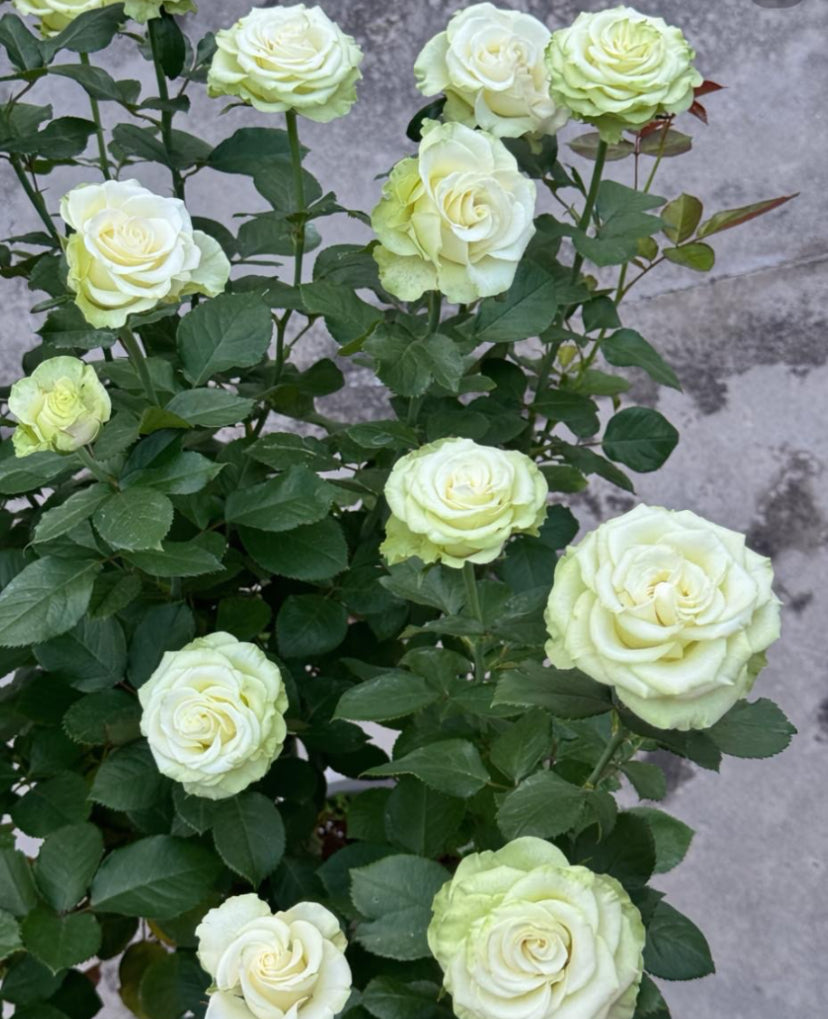 Dutch Schreurs Jutta green rose