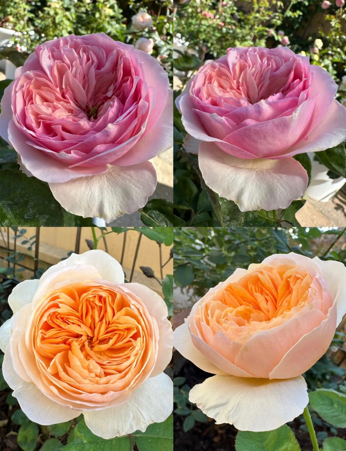 New, Romeo cutting rose