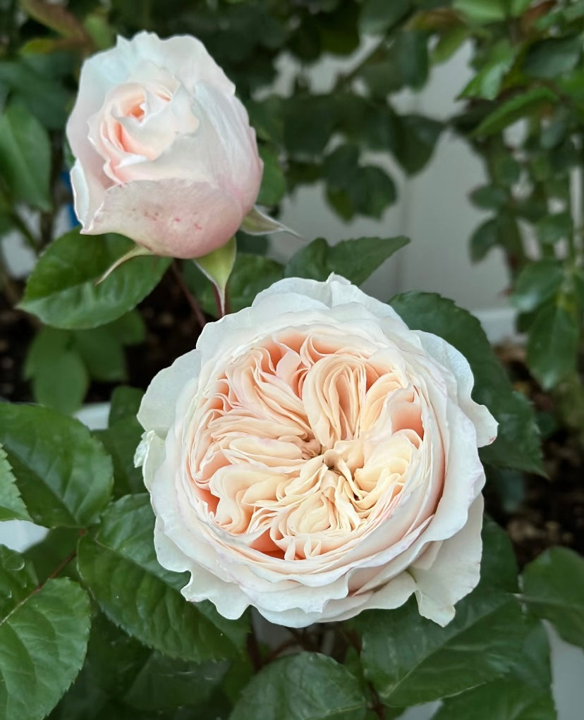 Pardise Beach Dutch cutting rose
