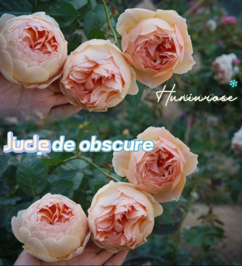 Jude the obscure Englishrose
