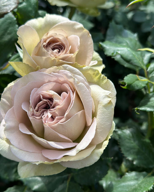 Dutch cutting rose Notre Dame