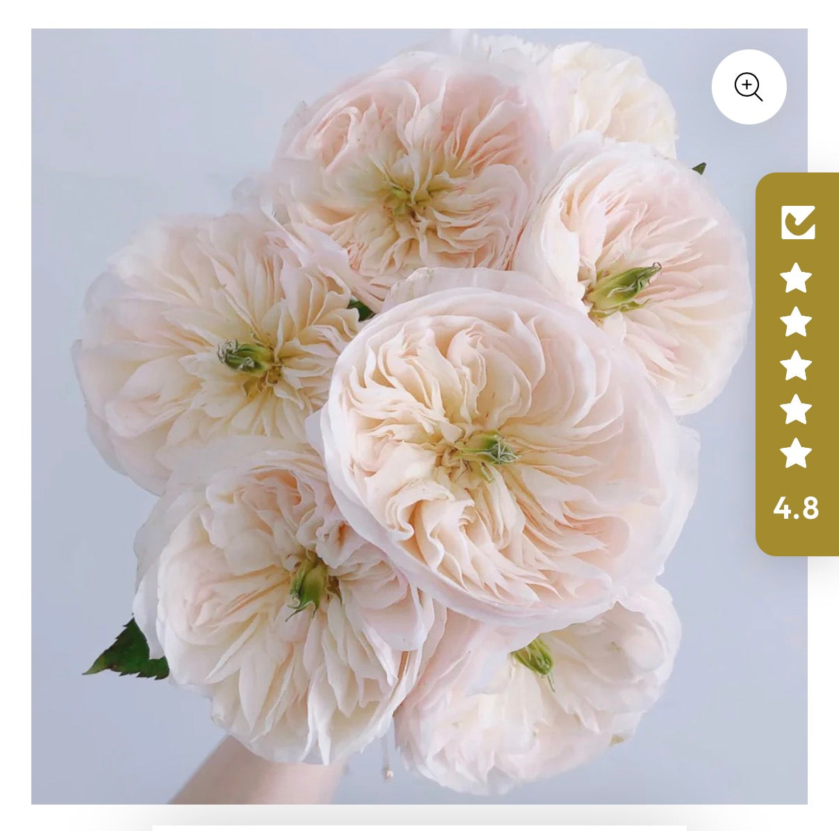 Tinker bell Dutch cutting rose