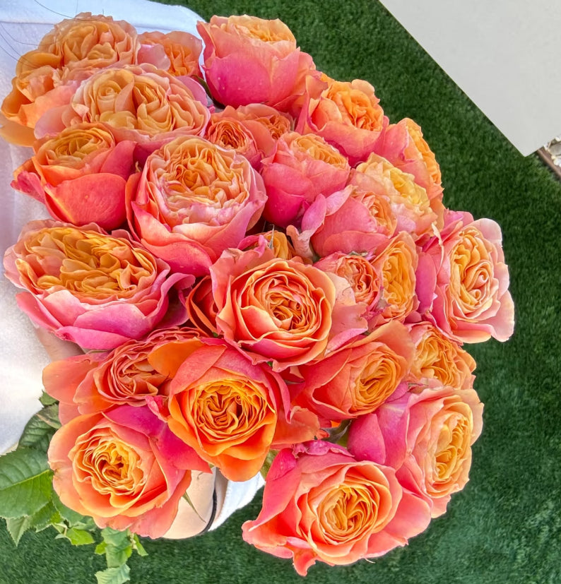 South Park cutting rose Dutch