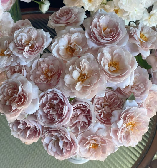 New! 河本麻纪子Makiko Kawamoto Japanese Flod farm nostalgic colour