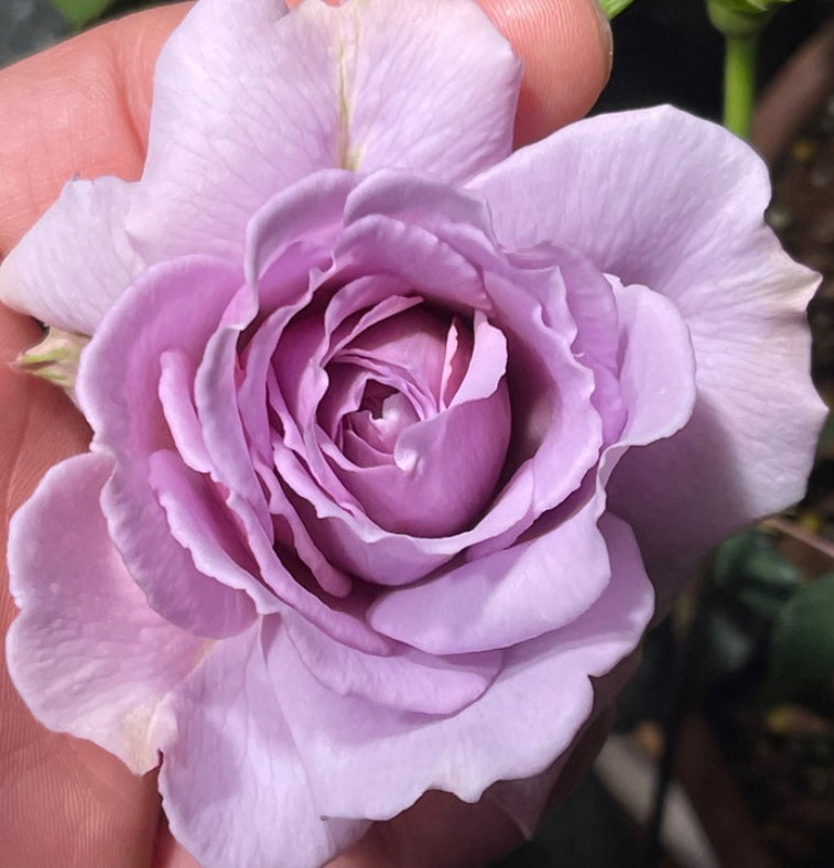 Japanese rose Antique watch purple