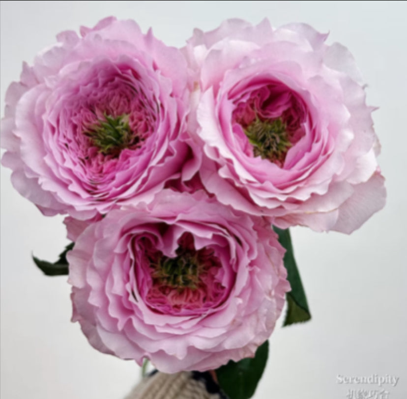 New cutting rose Serendipity 机缘巧合rose plant