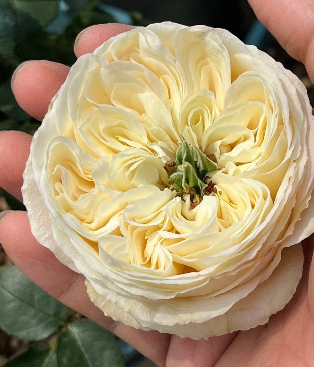 Temptress moon Japanese special rose 风月and Shiratama rose白玉