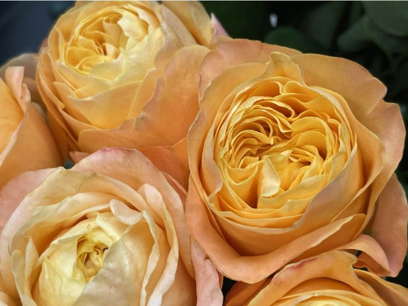 New! Wabara Japanese beehive very beautiful rose plant 蜂巢