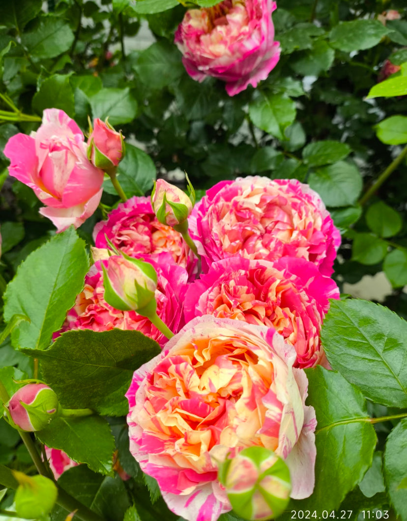 EdouardManet French strip rose