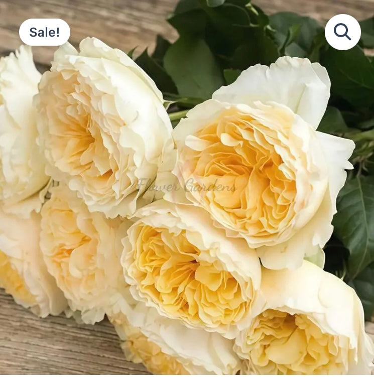 New, cutting rose plants Frey Garden