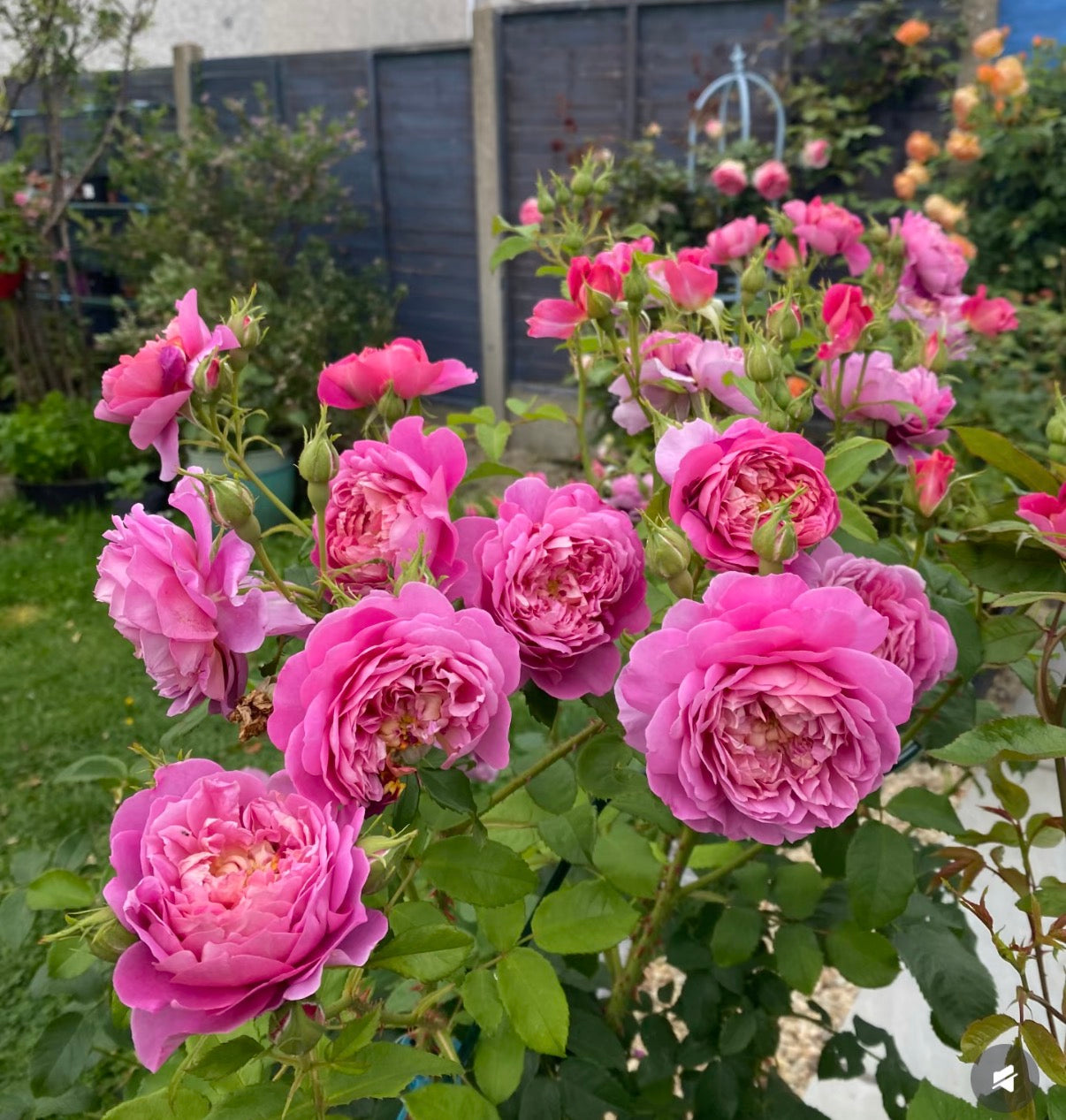 English rose Emma’s Bridgewater 爱玛水桥